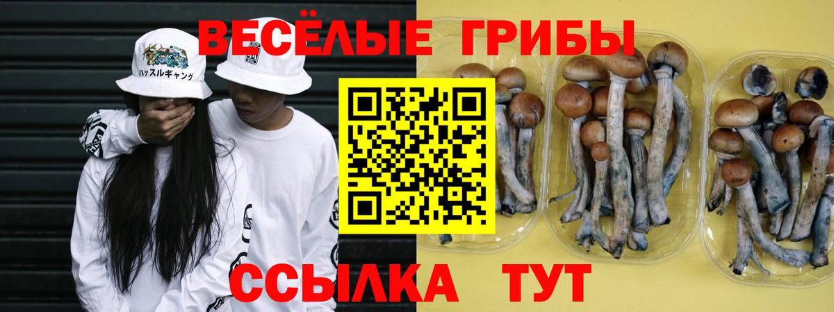 Псилоцибиновые грибы мицелий Балтийск